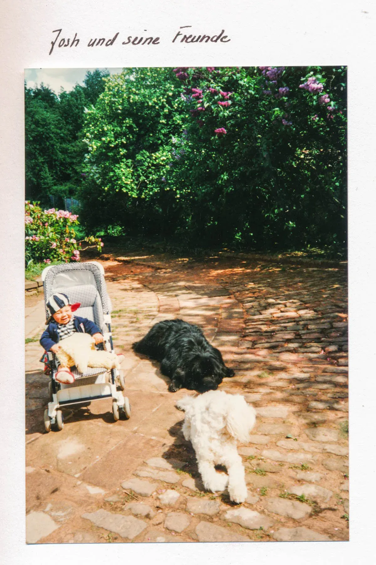 Josh und seine Freunde – Polaroid mit Kinderwagen und Hunden