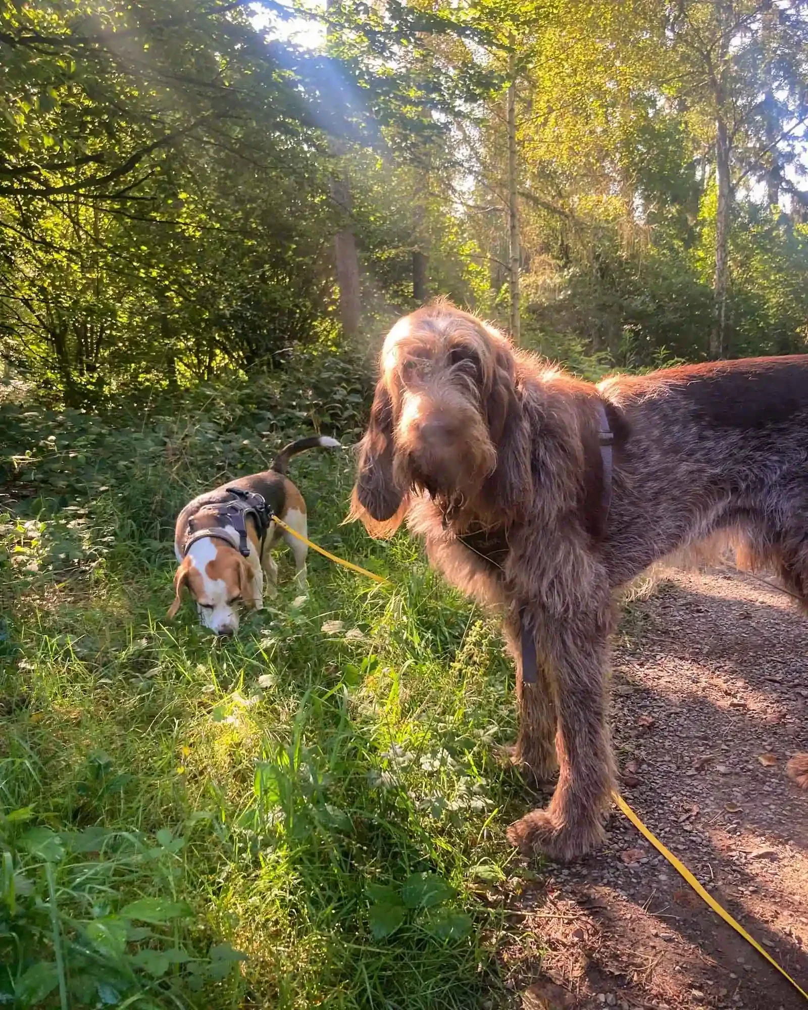 Josh mit Rudel im Wald