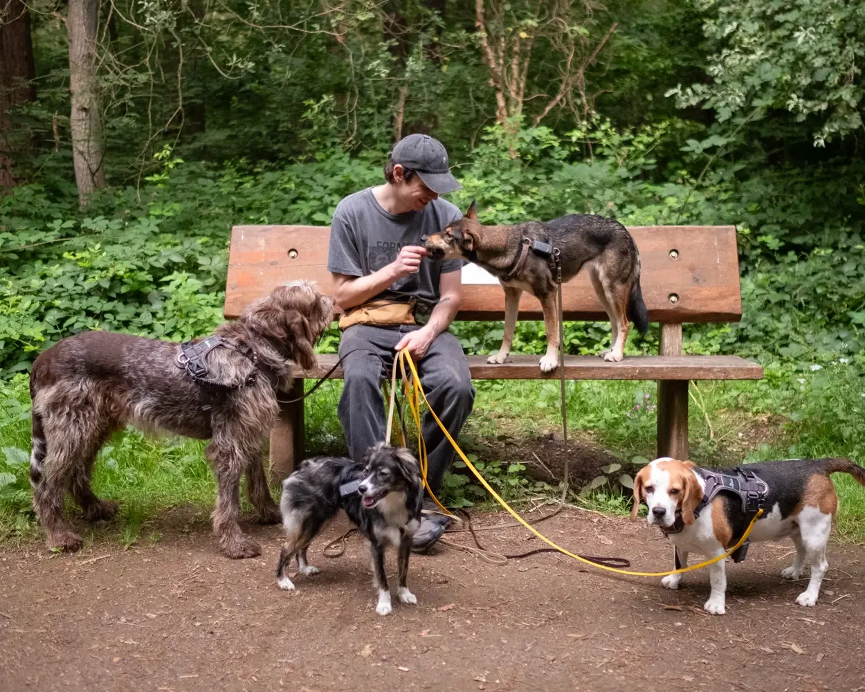 Josh mit Hunden auf einer Waldbank