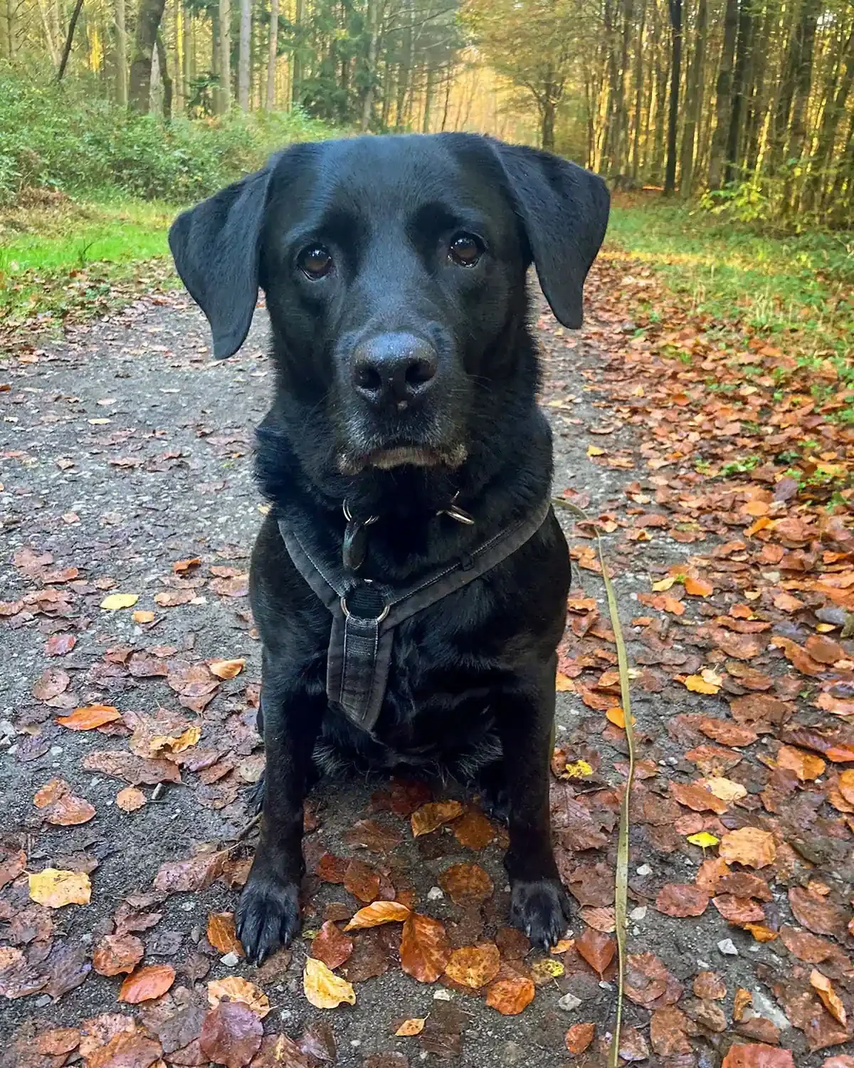 Laika