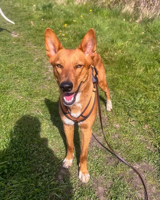 Mojo