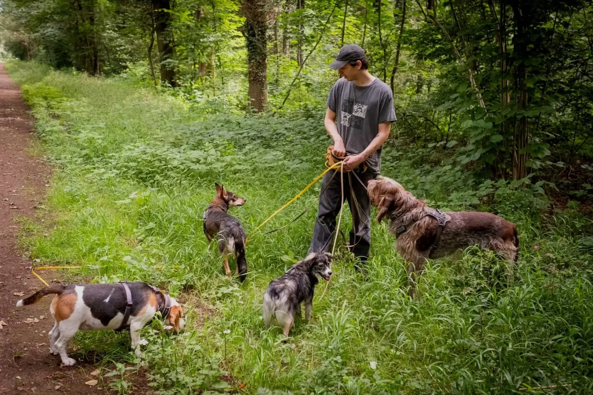 Hunde auf der Wiese